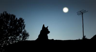 куче вие нощ