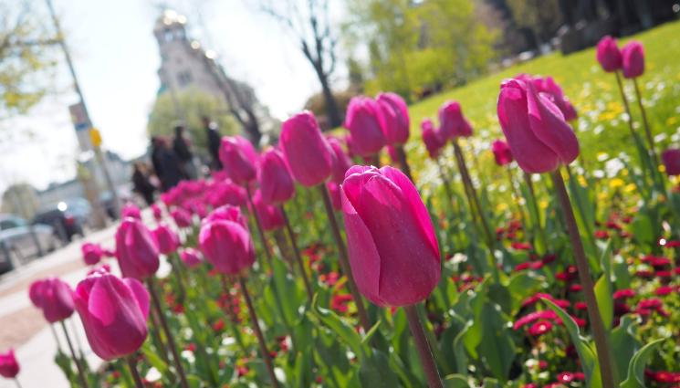 цветя - СБОГУВАМЕ СЕ СЪС ЗИМАТА: 25 градуса за Страстната седмица