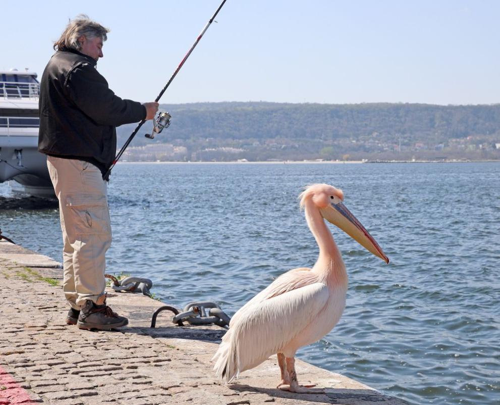  розов пеликан 