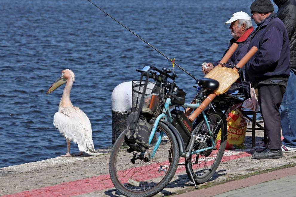  розов пеликан 