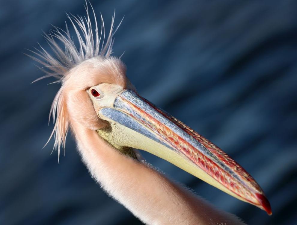  розов пеликан 