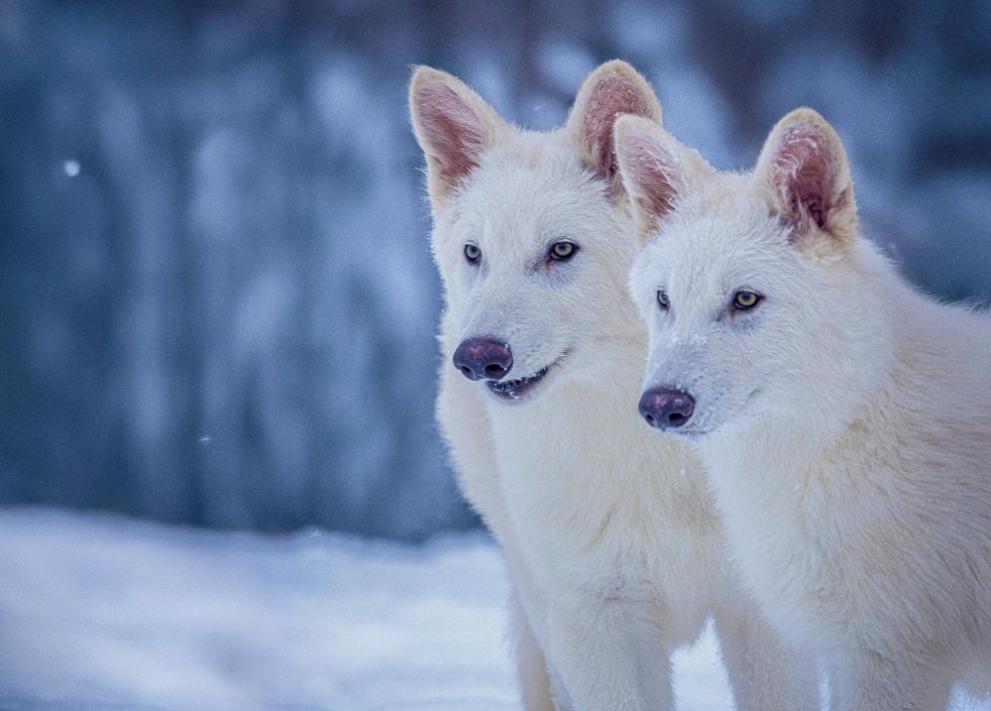 Три вълка, създадени с генно инженерство, които наподобяват животни от