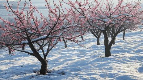 праскови и сняг