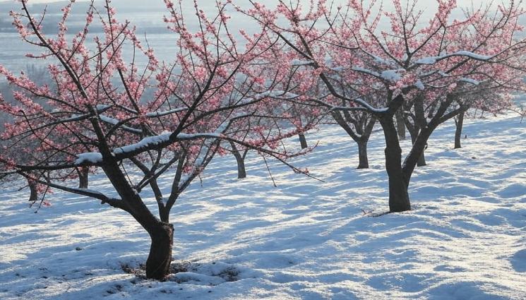 праскови и сняг - УНИЩОЖЕНИ СА 80% ОТ ПЛОДОВЕТЕ: Резкият студ съсипа Сливенско!