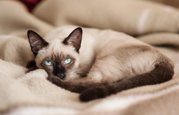 Сиамска котка
