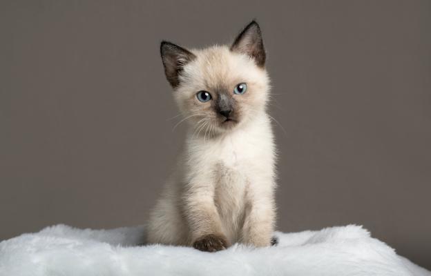 Сиамска котка