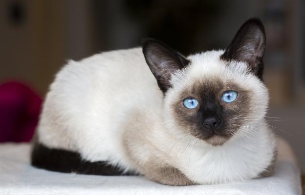 Сиамска котка