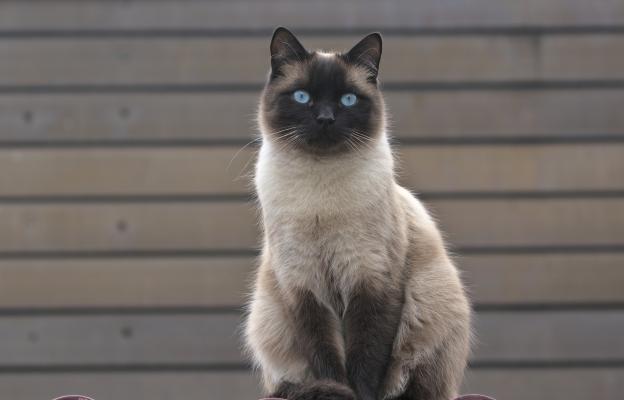 Сиамска котка