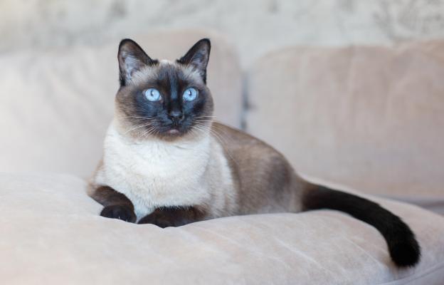 Сиамска котка