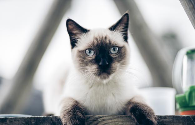 Сиамска котка