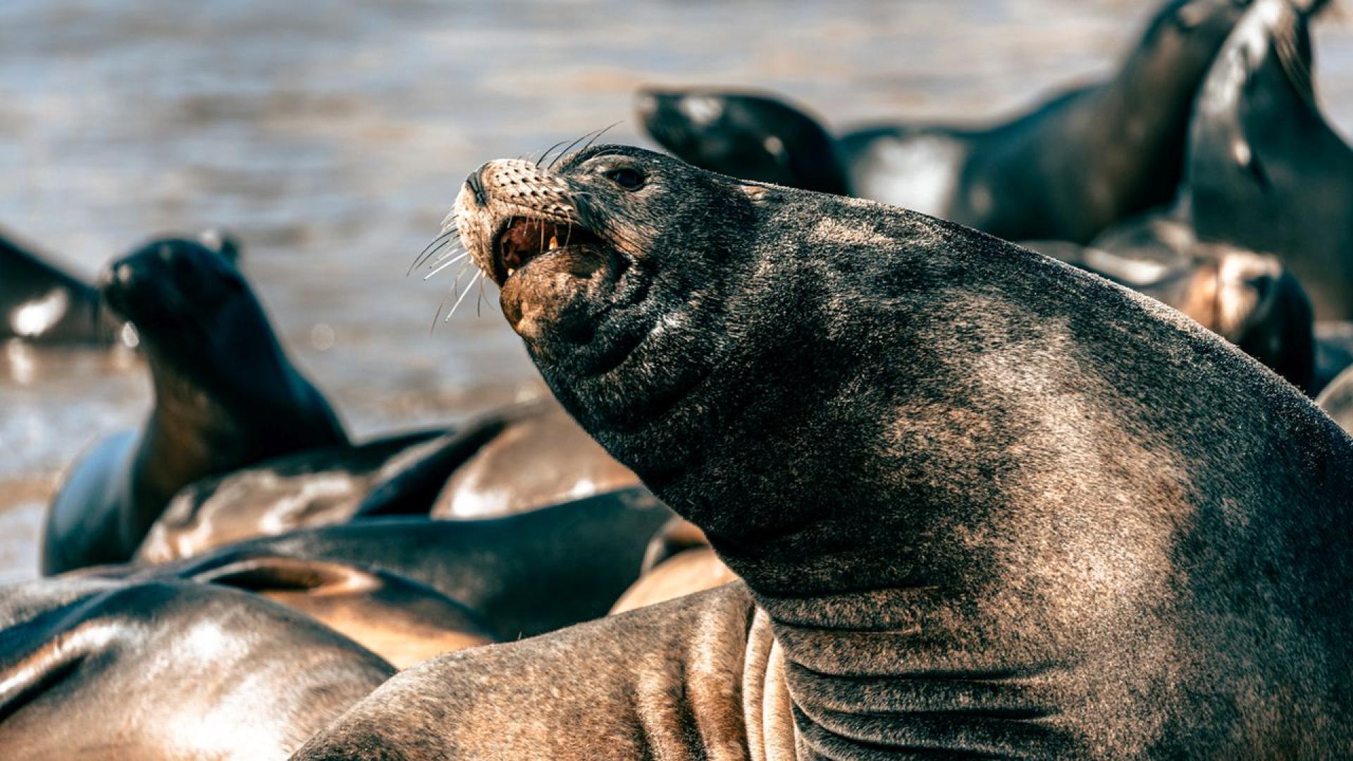 Впродължение на 20 години Арджей ЛаМендола намира спокойствие в океана предаде
