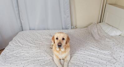 куче урина изпускане