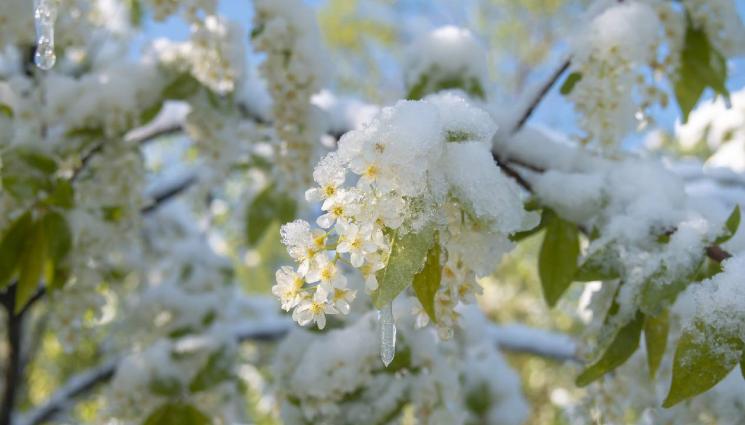 д - Студът унищожи овошките и в Русенско!