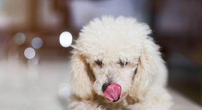 куче се облизва