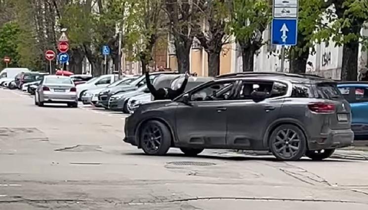 д - БЕЗУМИЕ: Деца се возят върху капаци и тавани на коли във Варна! (СНИМКИ)