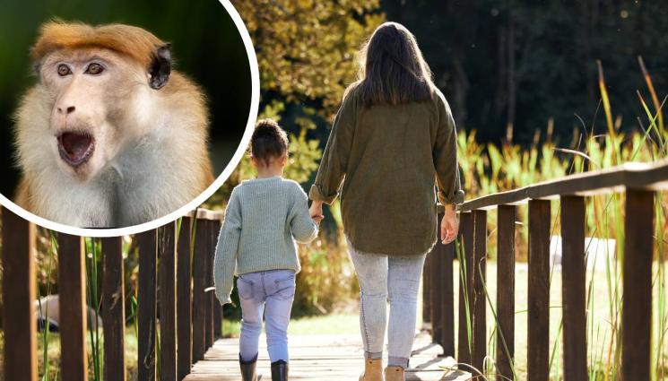 маймуна - ХАОС И УЖАС: Избягали лабораторни маймуни нападнаха град!