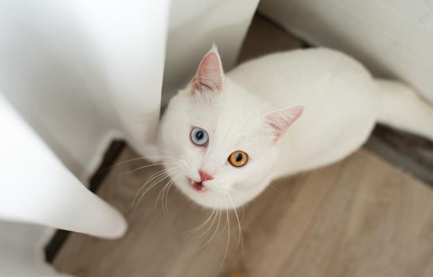 Турска ангорска котка