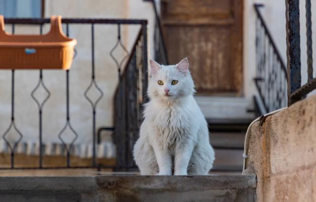 Турска ангорска котка