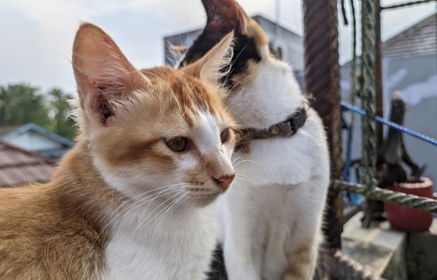 Турска ангорска котка