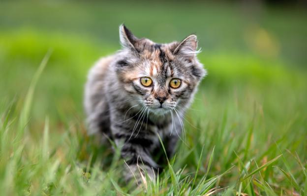 Турска ангорска котка