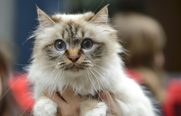 Бирманска котка