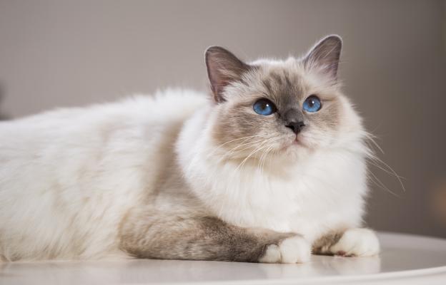 Бирманска котка