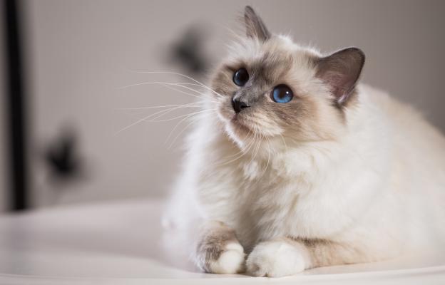Бирманска котка