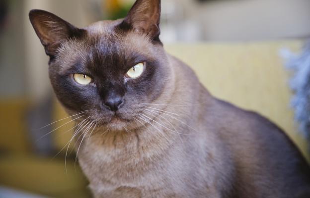 котка