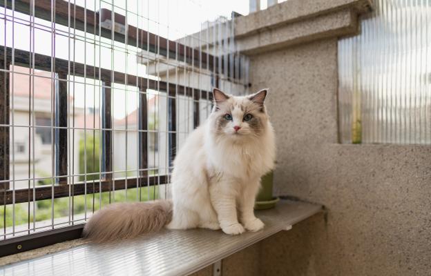 котка