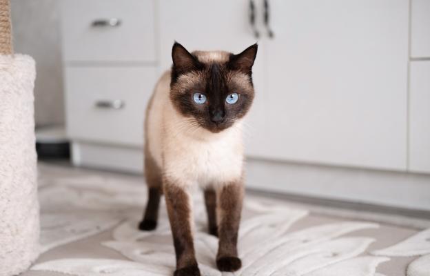 котка