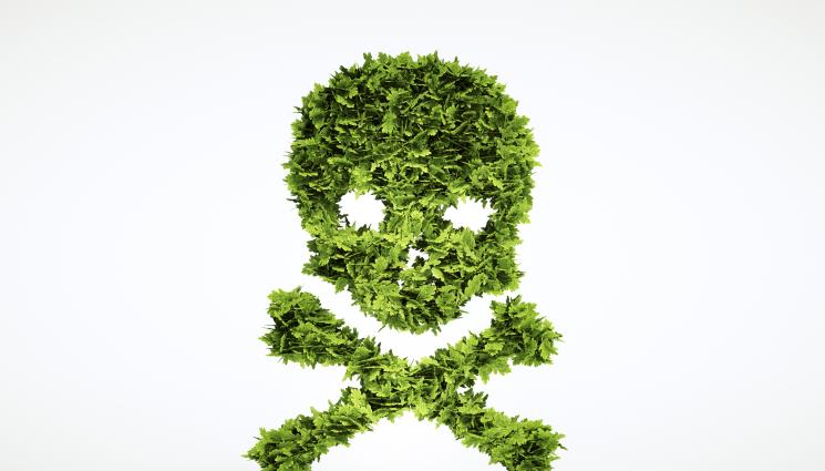 отровни растения - ТОП 10 на най-опасни и отровни растения в света