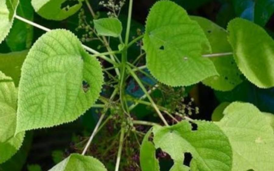 жилещо дърво