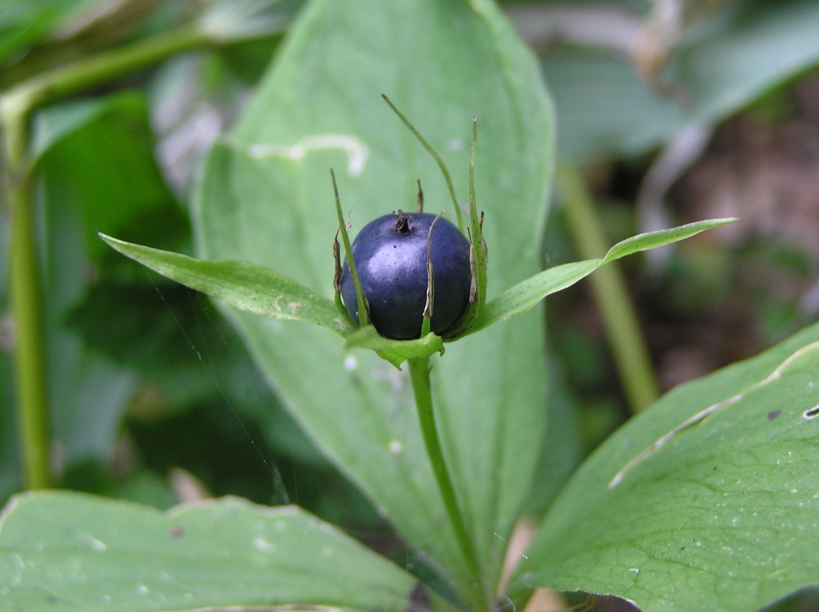 вравнско око