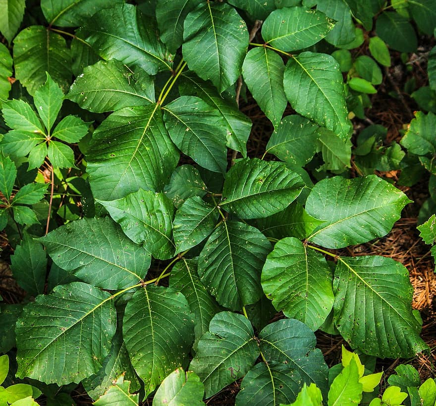 Отровен бръшлян