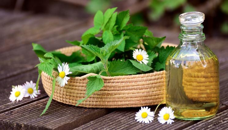 коприва - Копривата - помощник в отслабването и лечител