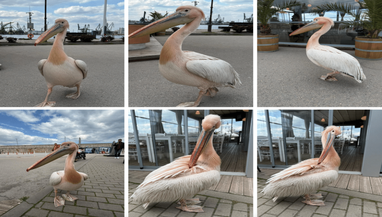 Пеликанът Стойчо - Пеликанът Стойчо се завърна във Варна! (ВИДЕО)