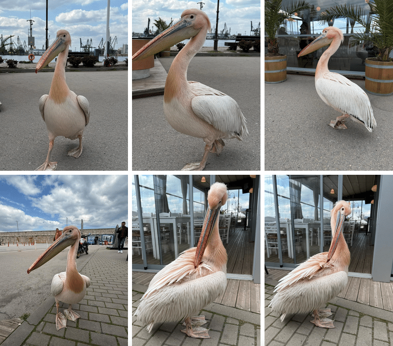 Пеликанът Стойчо