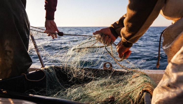 риболов - СТРАШНА НАПАСТ: Отровни риби доплуваха до бреговете на България! (СНИМКА)
