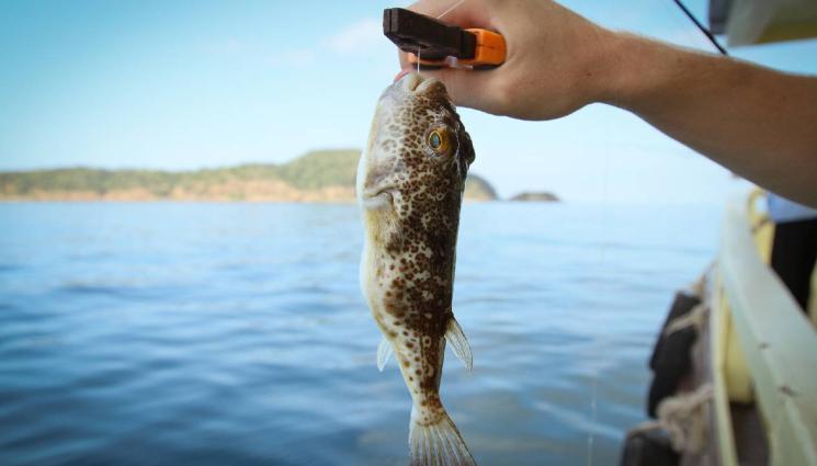риба балон - Полицията разследва незаконен улов с електрически ток
