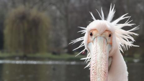 розов пеликан