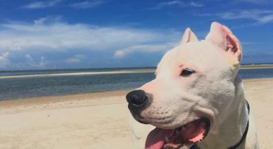 Дого Аржентино