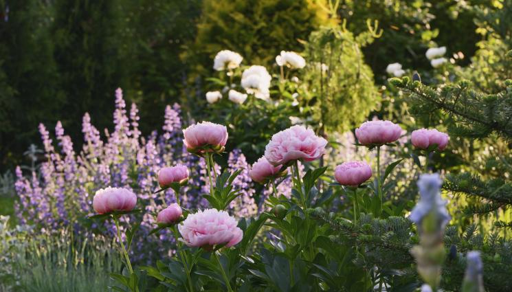 божури - Агро Телеграф: Подхранваме божурите с водорасли и люцерна