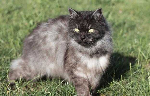 Котка Кимрик