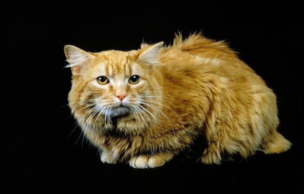 Котка Кимрик