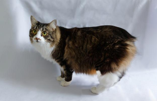 Котка Кимрик