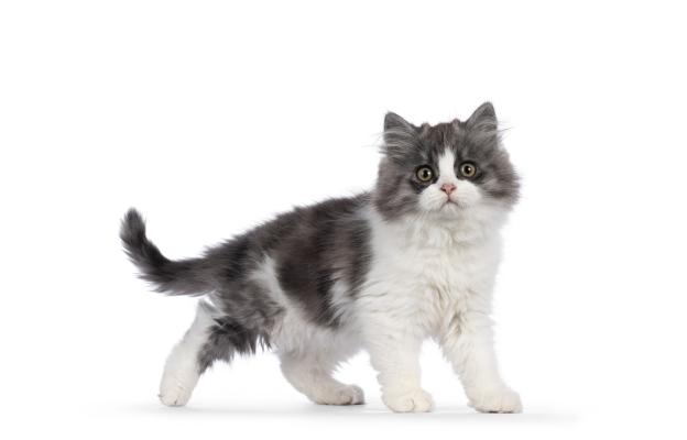 Котка Кимрик