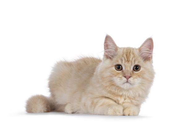 Котка Кимрик