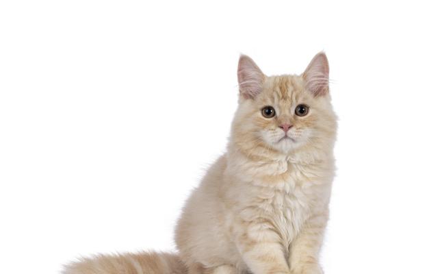 Котка Кимрик