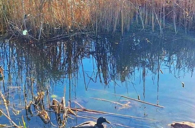 Столична община започва възстановяване на езерата в Южния парк съобщи