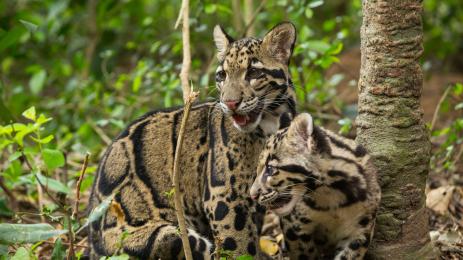 clouded leopard